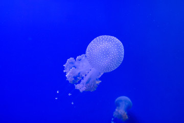 Blue transparent jellyfish floats through water on a blue background. Free space for text