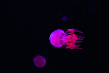 Obraz na płótnie Canvas Jellyfish in pink and blue neon lights on dark background. Galaxy space background