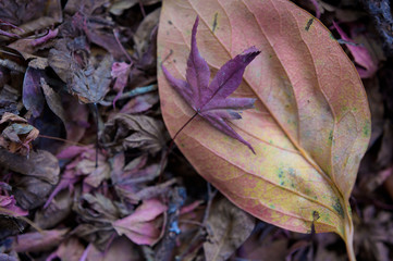 紅葉　もみじ　落ち葉