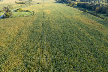 farm field, view from above