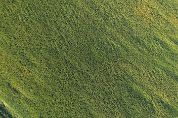 farm field, view from above