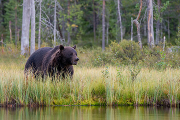 Beautiful and majestic European Brown Bear (Ursus arctos arctos) hunting in the forest of Kuhmo, Finland. Wild brown bear.