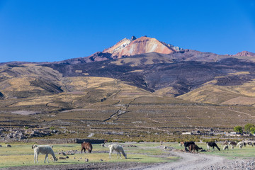 Lamas near Uyuni salt flat in Bolivia