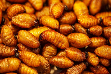 Maggots Background, fish bait, feed, for fishing, fried insects in Thailand