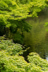 Fototapeta premium 新緑