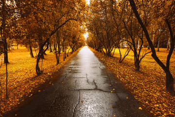 Autumn countryside landscape long road. Autumn yellow leaves. Hello autumn concept. Sunrise sunset...