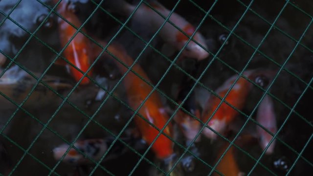 Top view image of koi fish, land locked in metal grille.