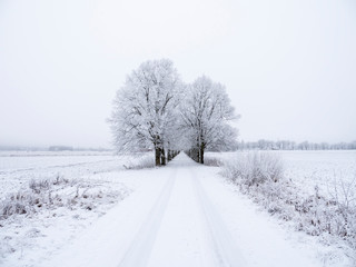 Country road in a frosty morning