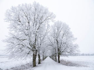 Fototapeta na wymiar Country road in a frosty morning
