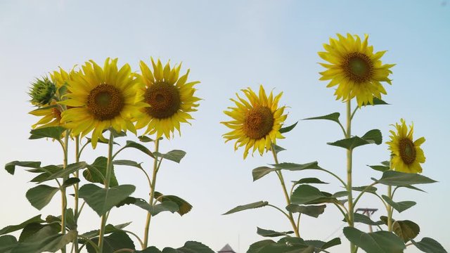 Sunflower against the sky. Sunflower swaying in the wind. Close-up. Beautiful fields with sunflowers in the summer. sunflowers in winter weather. footage b roll scene for insert advertising.