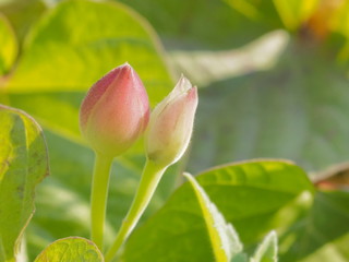 Soft focus Devil’s Trumpet flower bud with green nature blurred background.