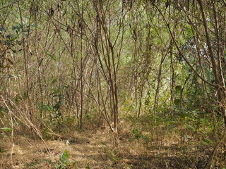view of many Acacia trees in forest texture background.