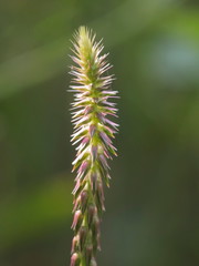 Close-up top of Cupscale grass (Sacciolepis indica) with green nature blurred background.