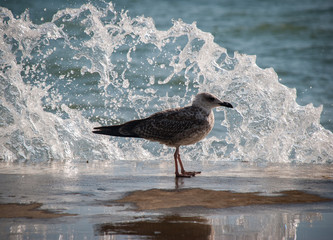 Seagull on the black Sea