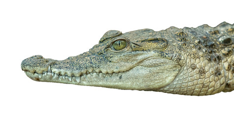 portrait of crocodile resting on white