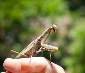 A large insect - the praying mantis close-up