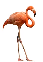 Poster fel oranje flamingo staande op het zand witte achtergrond © Petr