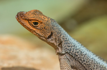 portrait of small galapago lava lizard with orange head