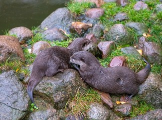 Fischotter 