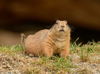 black tailed prairie dog on the ground