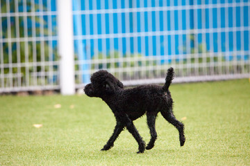 Happy puppies in a private playground