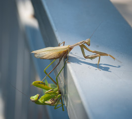 A large insect - the praying mantis close-up