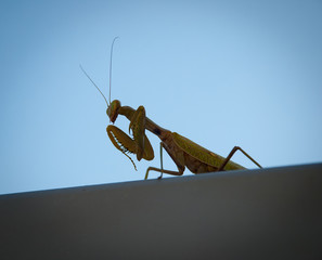 A large insect - the praying mantis close-up