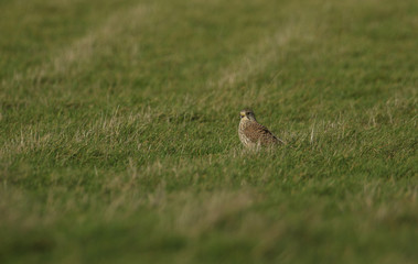 A pretty hunting Kestrel, Falco tinnunculus, perching on the ground amongst the grass in a field.