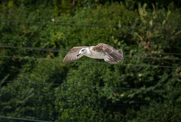 Seagull on the black Sea