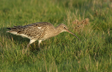 A beautiful Curlew, Numenius arquata, feeding in a marshy field in the UK.