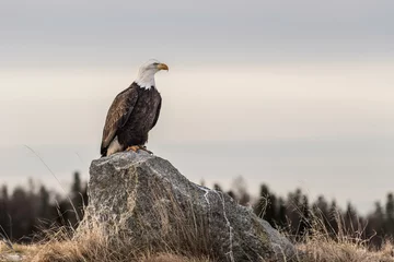 Rolgordijnen bald eagle on a rock © Jonathan