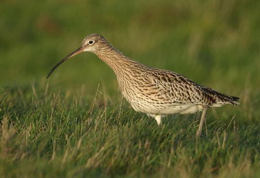 A beautiful Curlew, Numenius arquata, feeding in a marshy field in the UK.