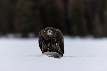 owl in snow