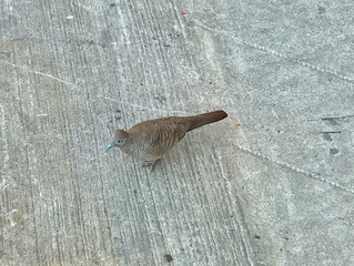 The spotted dove or (spilopelia chinensis) or mountain dove or pearl-necked dove. Bird on the road 