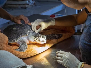  Treatment of injured sea turtle in Nusa Penida Rescue Center, Indonesia. © vladislav333222