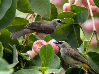 Yellow-vented Bulbul, Pycnonotus goiavier eats brush cherry tree Bali, Indonesia
