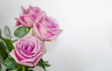 Rose. Flower Head.  White. Gift. Deco. Love