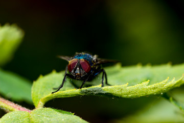 fly on leaf