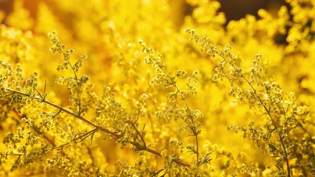 stems and seeds of ragweed in the sun