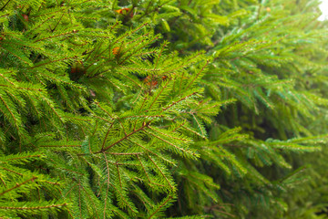 Immegrüne Tanne im Wald