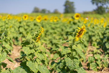 field of sunflowers