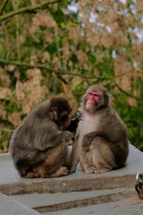 mother and baby. Monkey in zoo.