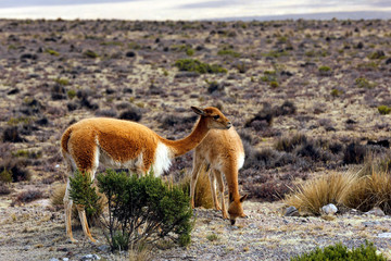 Vicunas (Vicugna vicugna) in the Highlands. Salinas y Aguada Blanca National Reserve, Peru.