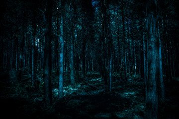 Obraz premium Magical lights sparkling in mysterious pine forest at night.