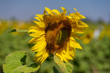 bee on sunflower
