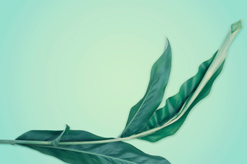 Green galangal leaves on the green background. Creative layout with nature concept with copy space for text.