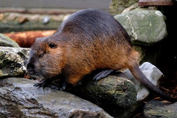 european otter