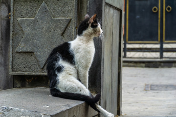 Old Stone David star and Black white Cat Safed Tsefat Israel