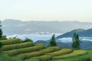 Fototapeta na wymiar Beautiful rice terraces in the morning with fog environment in Pa Bong Piang, the rural village in Chiangmai, Thailand