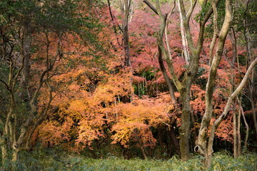 Naklejka premium Autumn leaves photograph taken in Japan